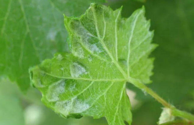 葡萄瘿螨是寄生虫害传播病害种植户如何来防控