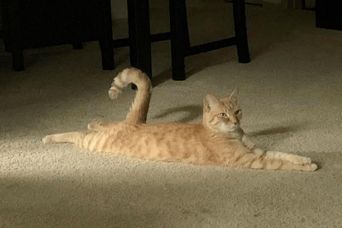 【维诺拉】猫是液体做的,所以可以拉那么长?