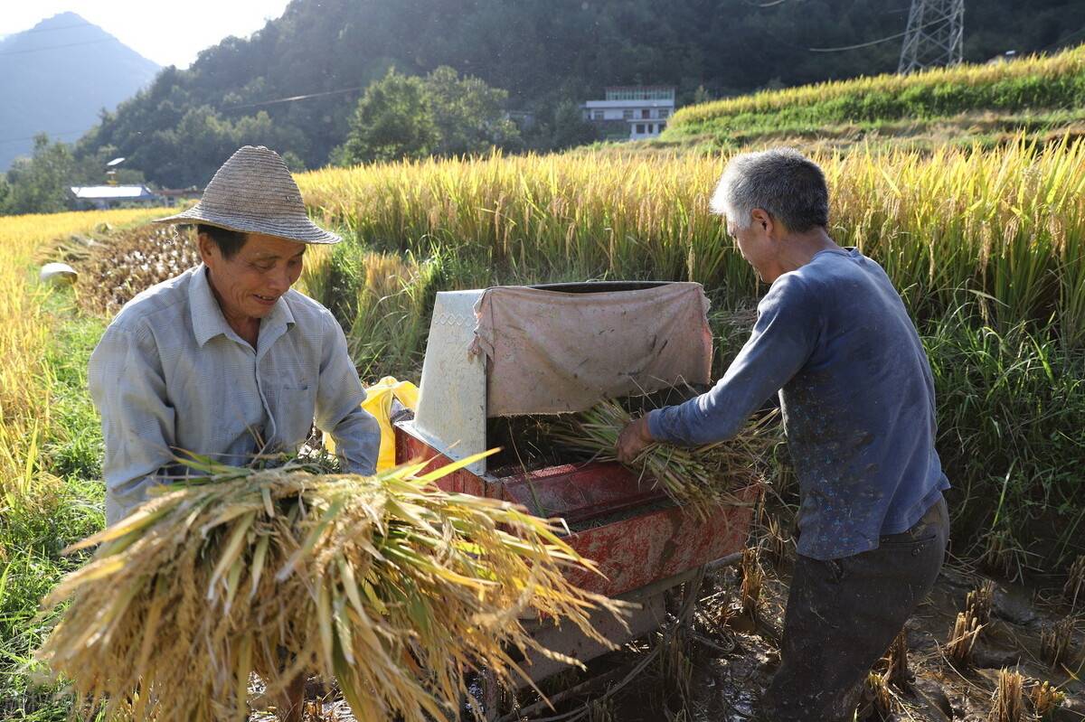 摘玉米的穷人最终倒在"农穷"的路上,农民的贫穷何时才能停止?