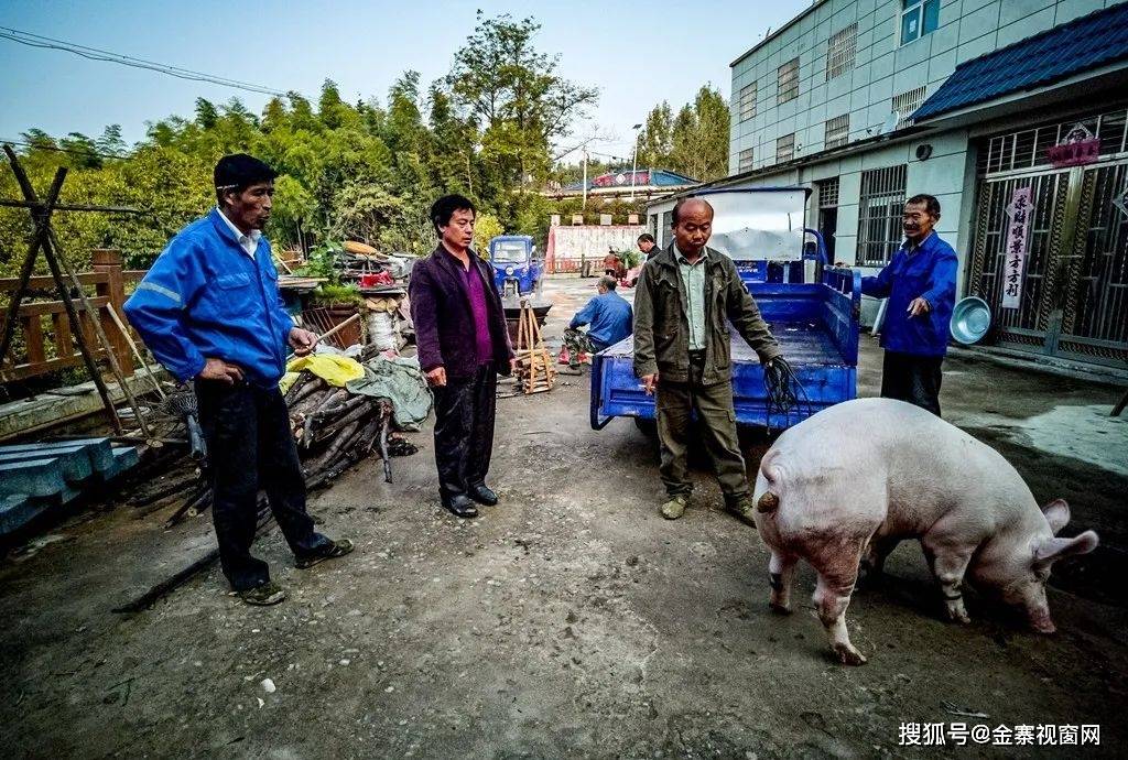 实拍金寨人打猪晃子迎中秋一般人没见过