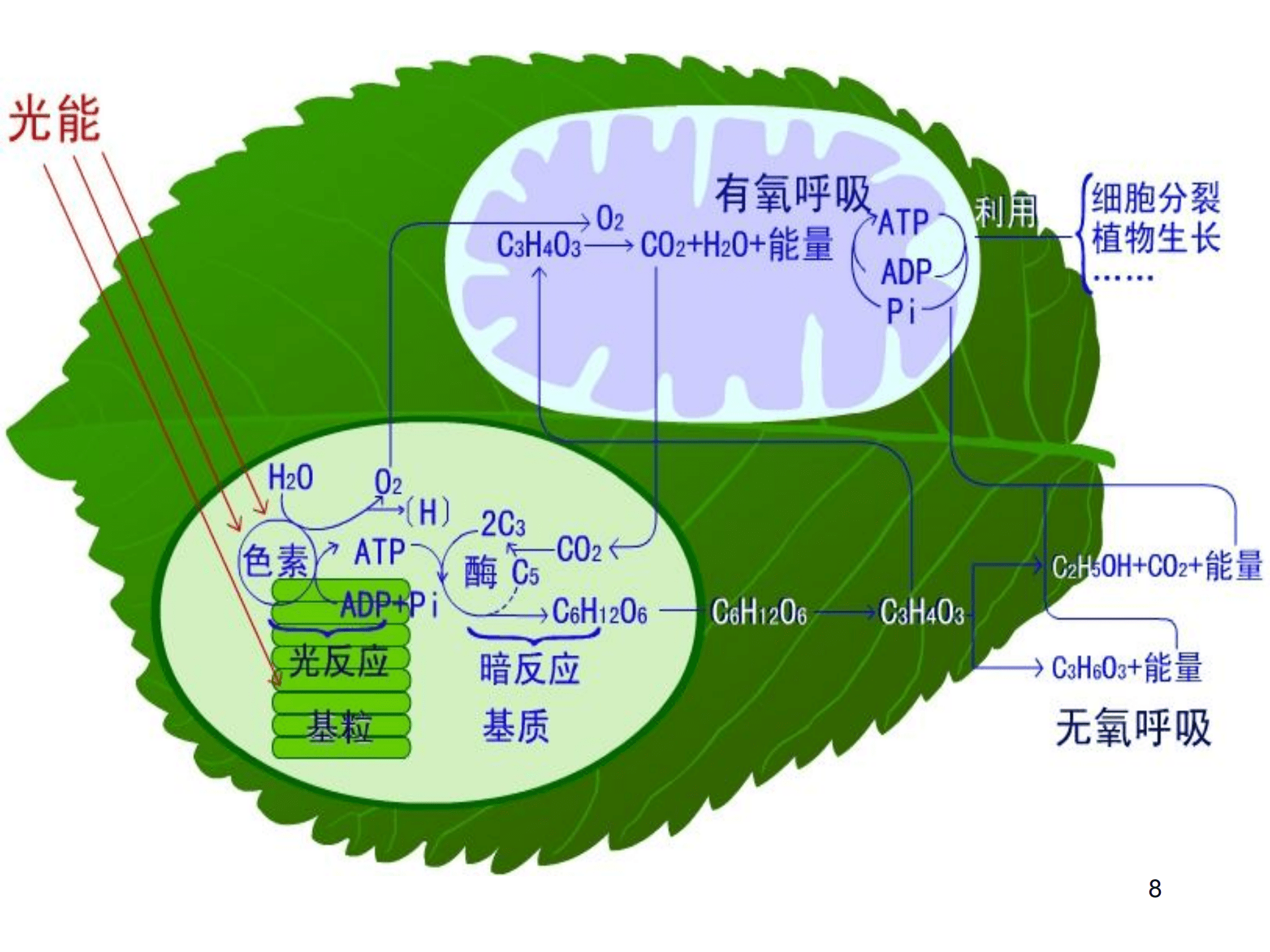这有一份,高中生物|所有重要图解彩色总汇,想要的拿走!
