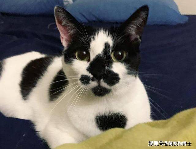 请注意:你看到的"奶牛猫"都不是奶牛猫