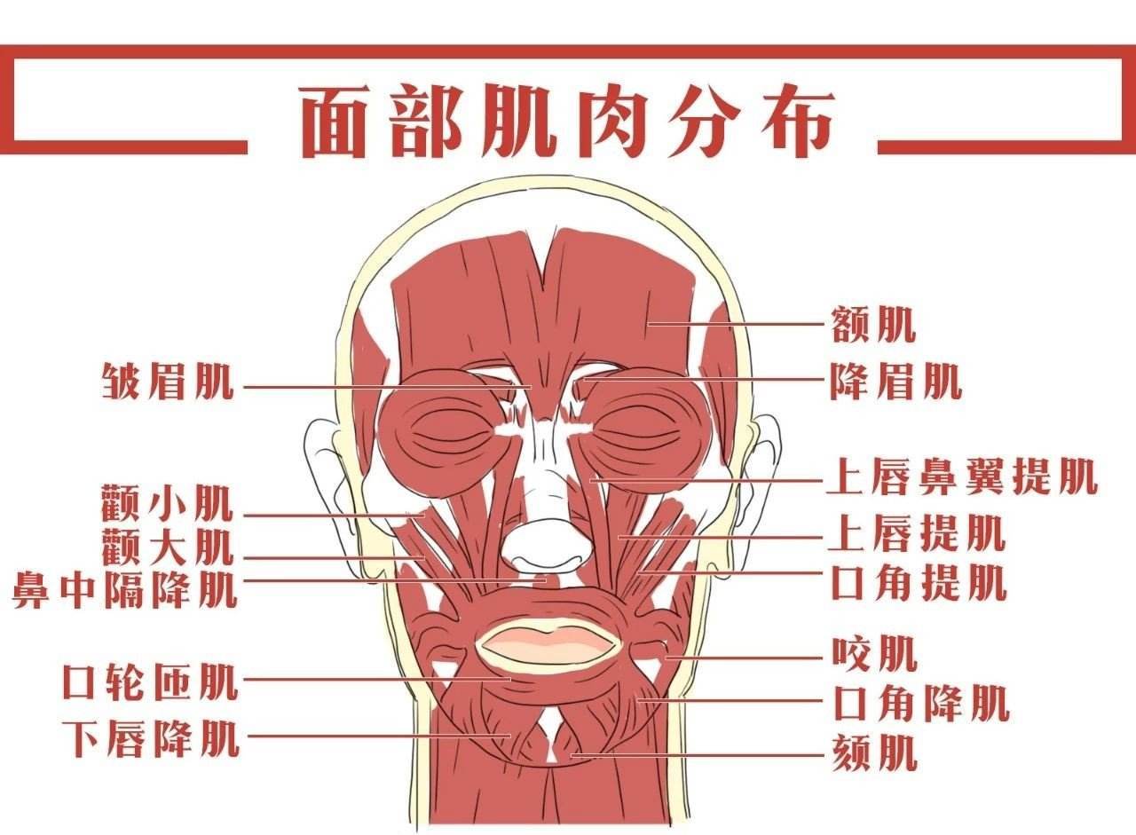 降眉间肌解剖图片