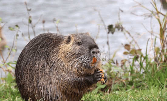 村民发现一只近半米长的"大老鼠",专家:系外来物种可食用