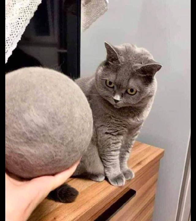 原创主人将猫掉的毛发卷成了球,它一脸不敢相信:你薅了朕这么多毛!
