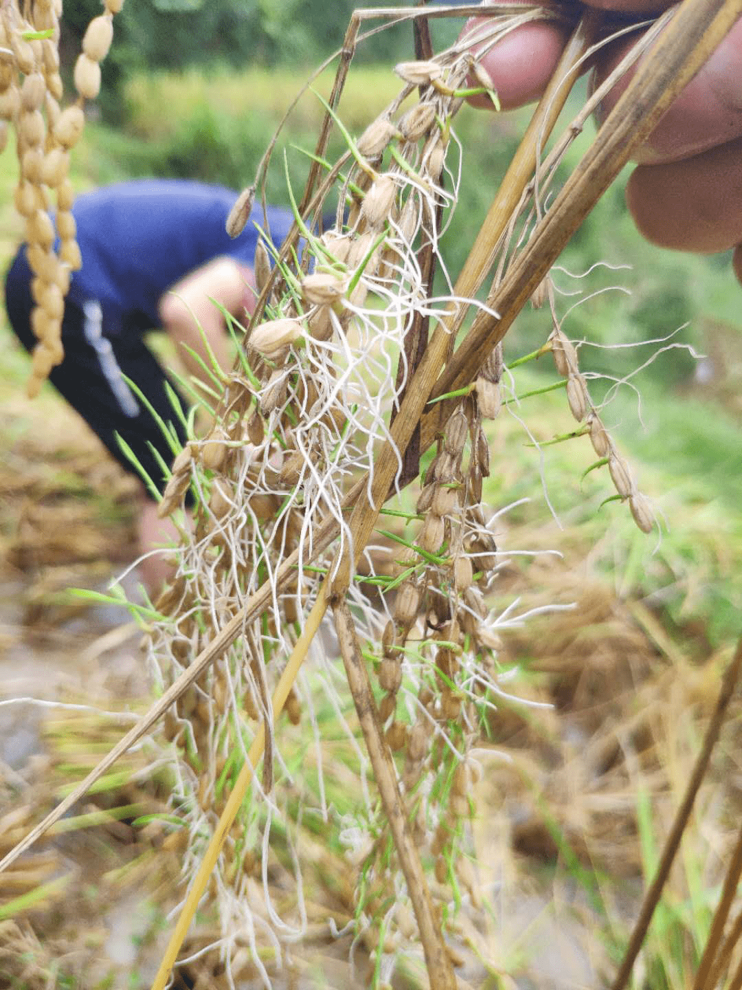 秋本是温暖的,而今年却是一个寒秋