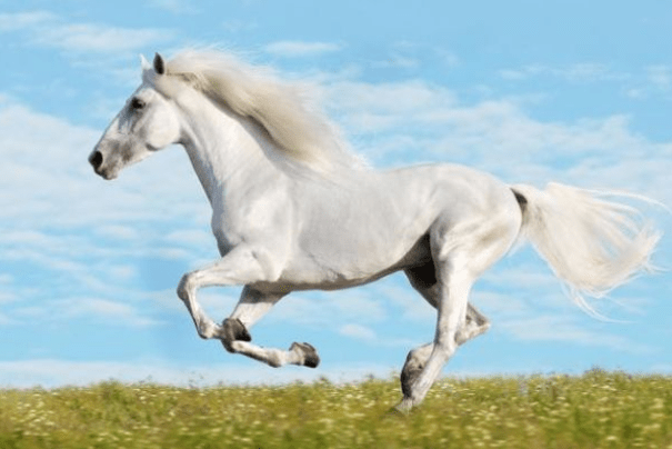 老人说的话真不假!揭晓"生肖马"的最终宿命,尤其是1978年42岁