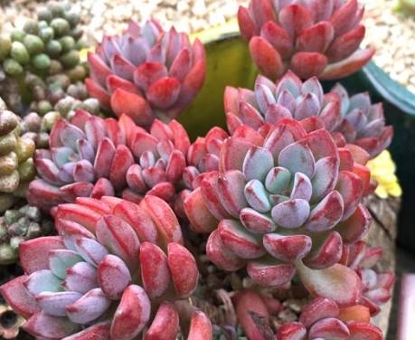 多肉紫梦怎么养护?掌握以下3点,多肉紫梦艳丽茁壮观赏价值极高