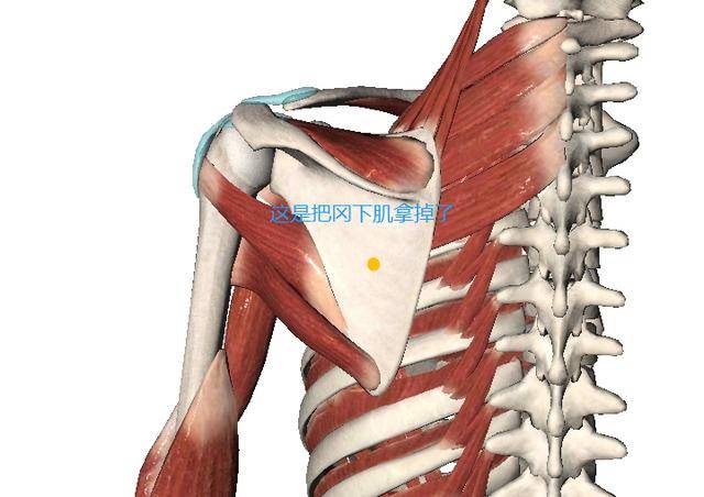 天宗穴,在肩胛骨窩裡面,按一按,灸一灸,專治肩胛痛,肩膀痛