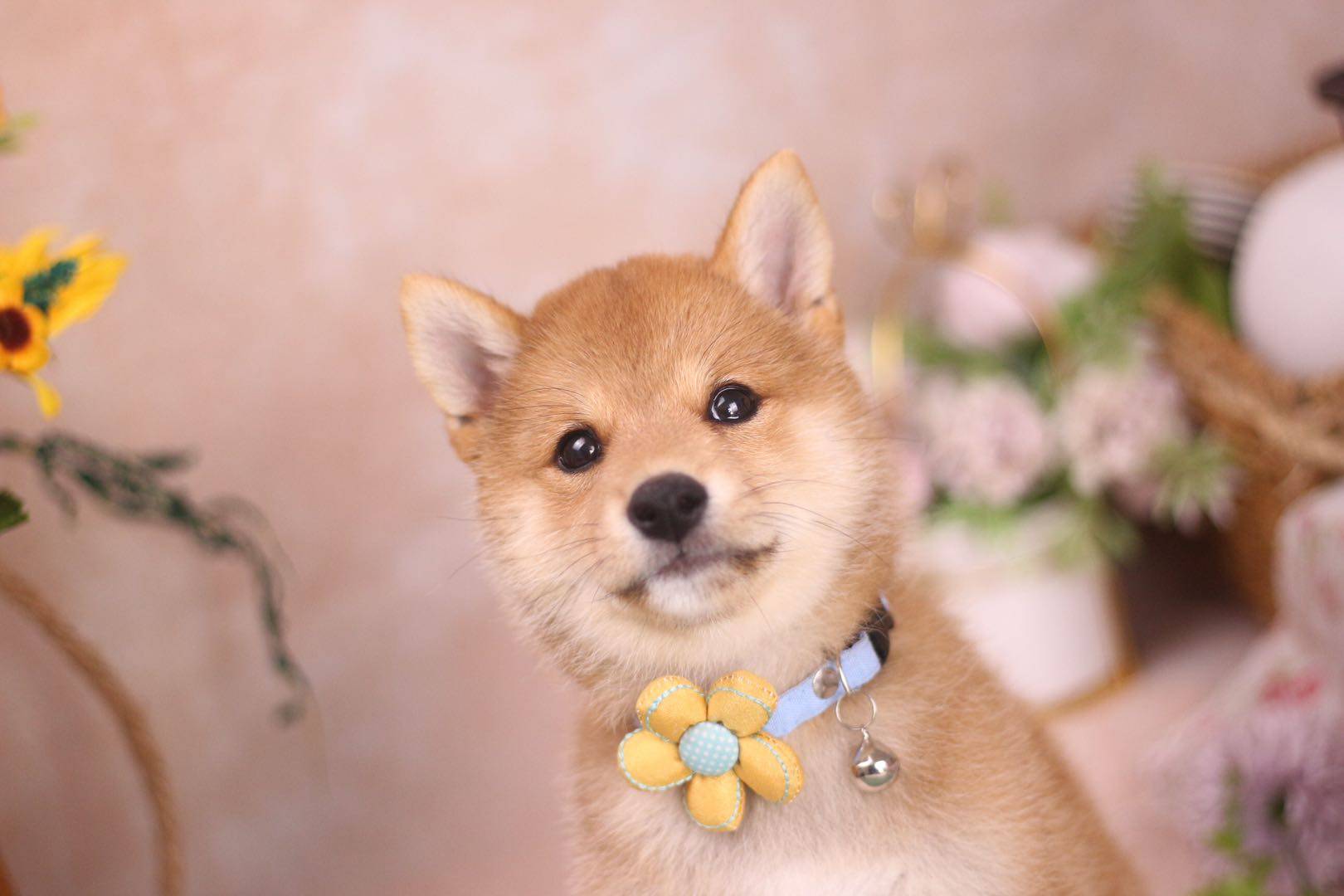 为什么纯血统柴犬那么贵究竟贵在哪里