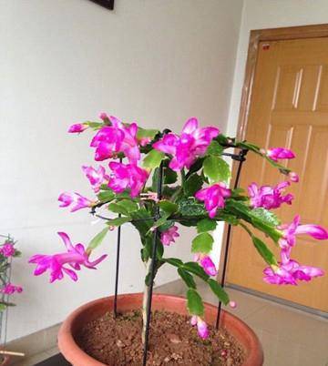 原创养花想嫁接一定要养一棵叶仙接啥都活分分钟就开花特简单