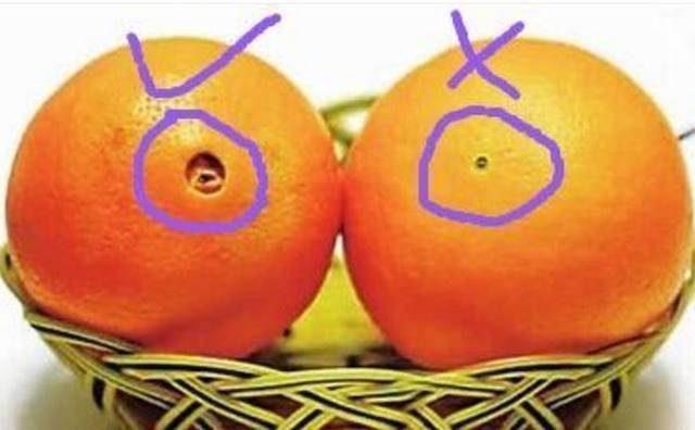 橙子公母鉴别图片图片