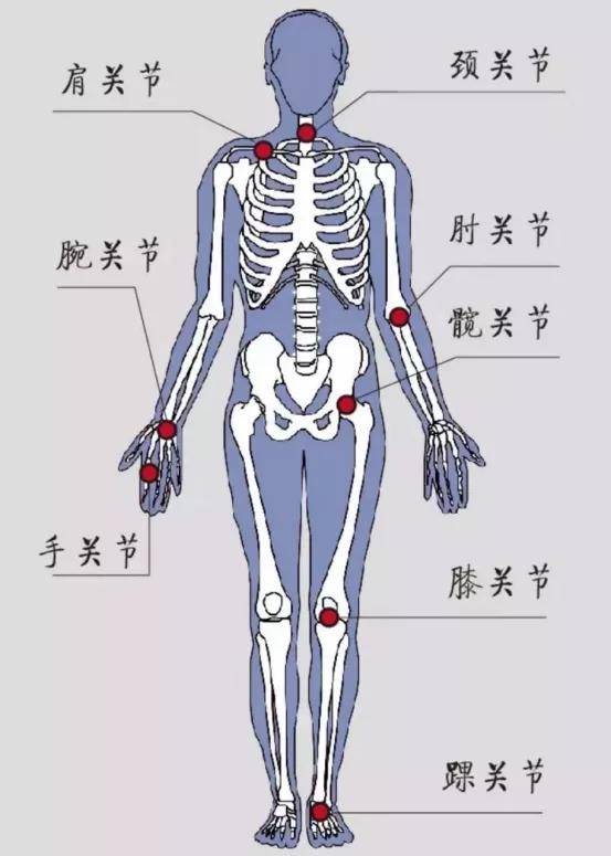 全身关节名称示意图图片