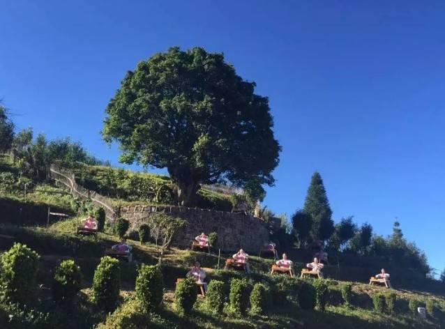 凤庆茶区古茶繁衍大臻古茶山大全17