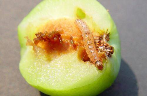 1,分类:桃小食心虫,梨小食心虫,梨大食心虫,白小食心虫,李小食心虫,桃