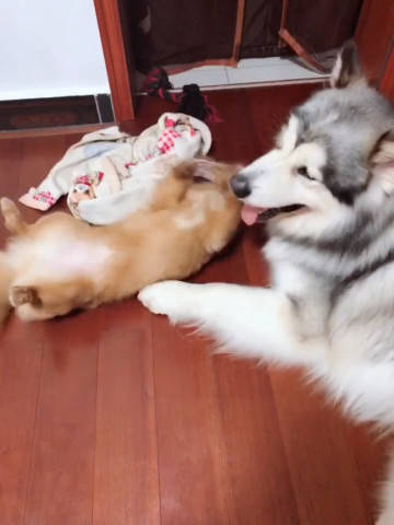 原创家中两只狗打成一团,小狗被大狗狠狠暴揍,屡败屡战让人叹服