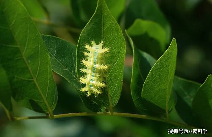 猫毛虫有多可怕?人碰必中毒,或疼痛12小时,比洋辣子厉害几十倍!