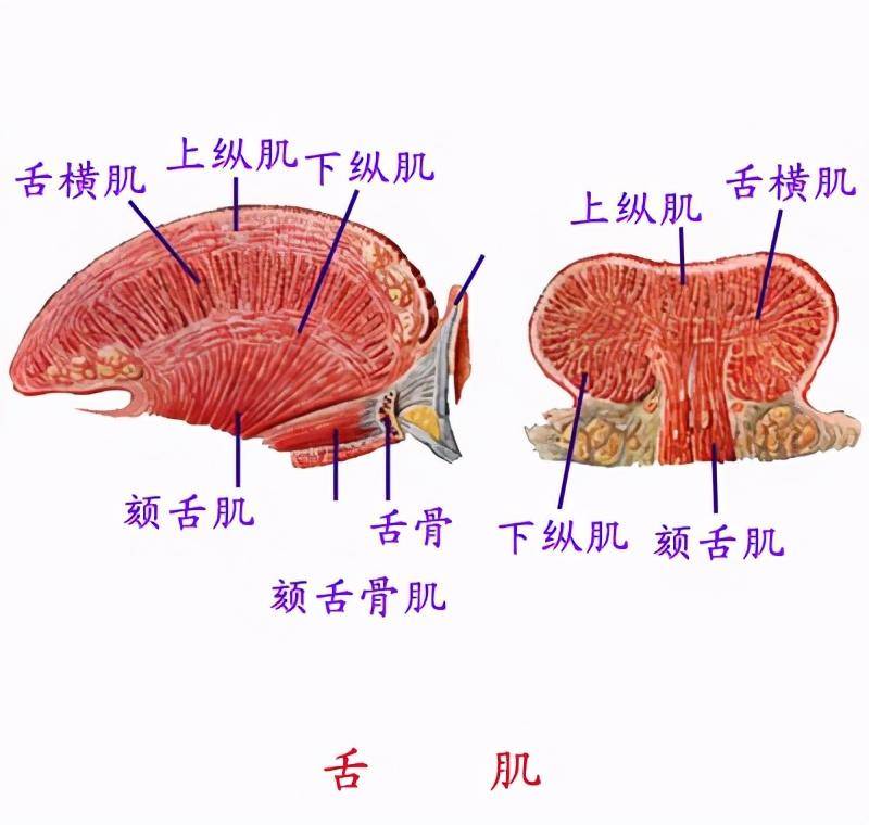 氧降低,導致組織缺氧,引起舌粘膜代謝障礙和代謝產物增多而形成;黃苔