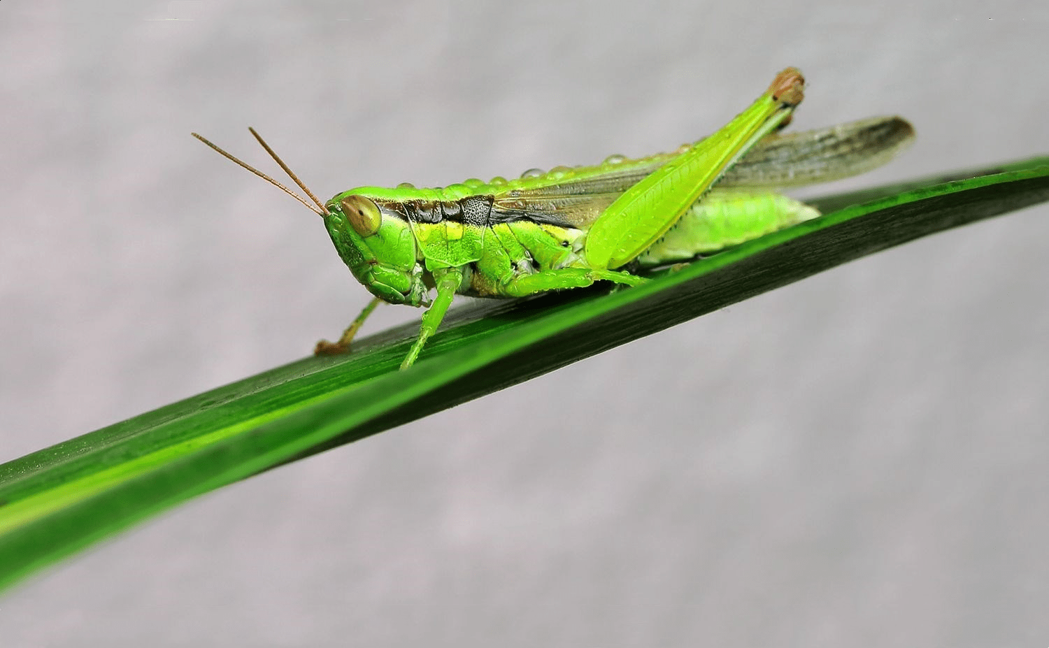 我国已知有17种以上,计有中华稻蝗[ oxya chinensis( thunberg)],山稻