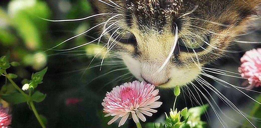 当猫咪闻到了鲜花的味道,亦为花儿陶醉,花香猫更美