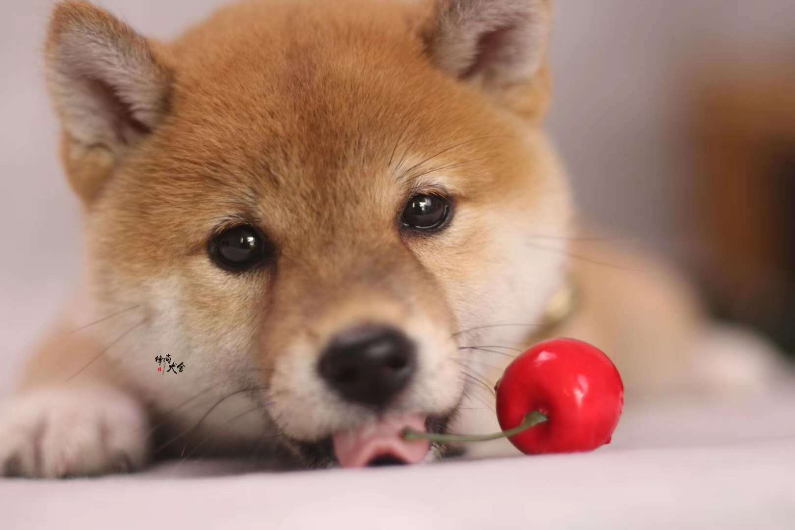 柴犬幼犬壁纸图片