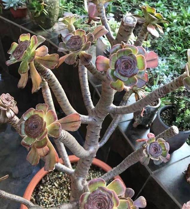 原创多肉老桩,3招养成,新手也能立马学会