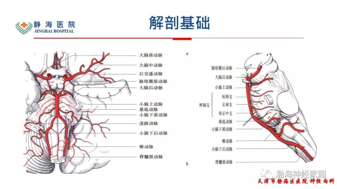 脉络膜后动脉解剖图图片