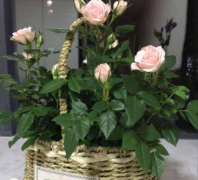 其实微型小玫瑰你养不活,只是你的养护方法不正确,养护好了可以一茬接