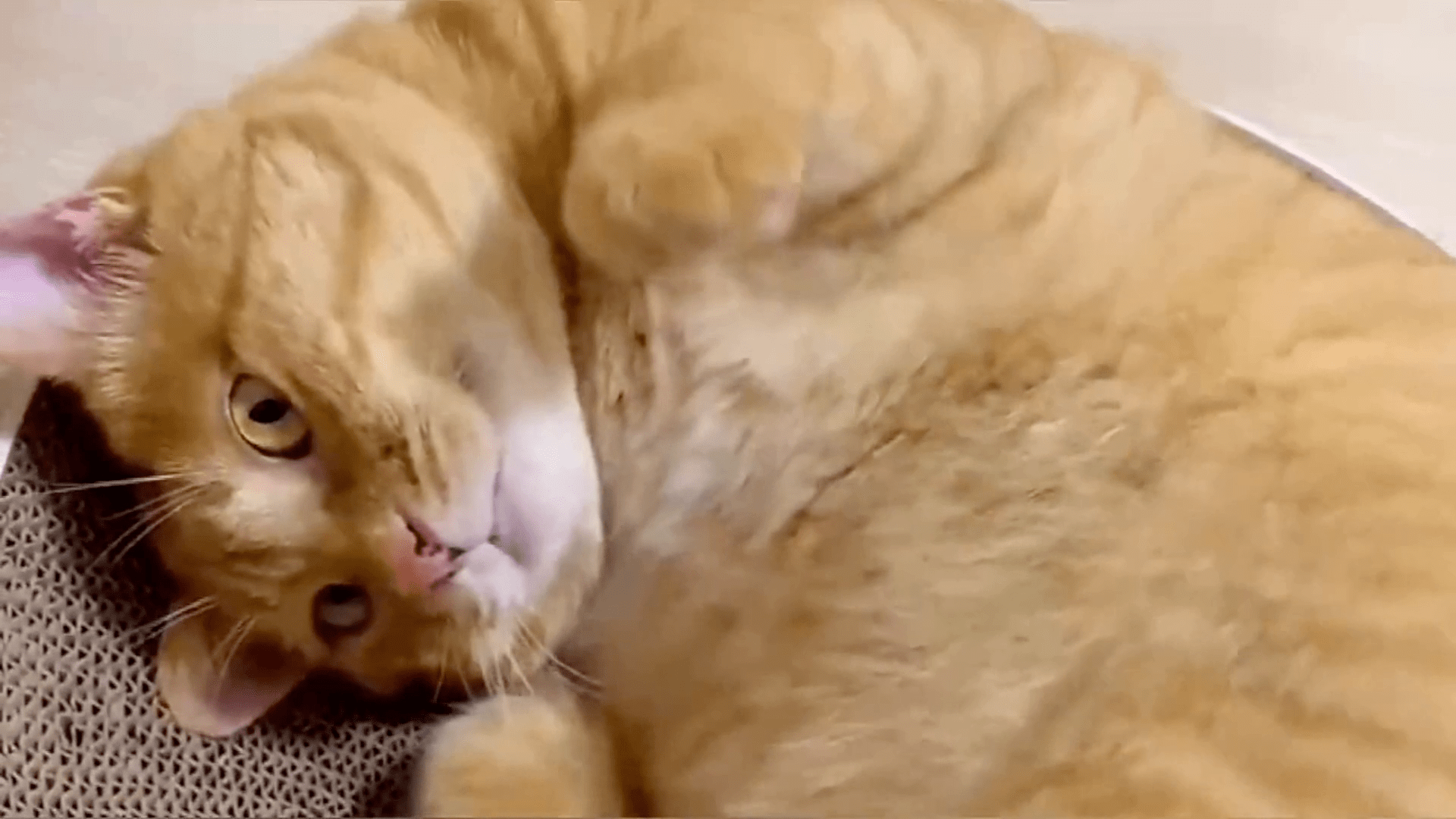 猫咪圆滚滚的大肚子主人想摸摸它立马转身让主人摸