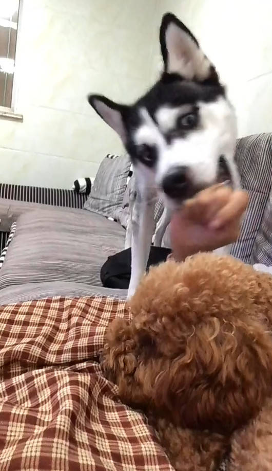 二哈犯傻咬主人手,主人发声大喊痛,泰迪见后做法让主人心暖_手机搜狐