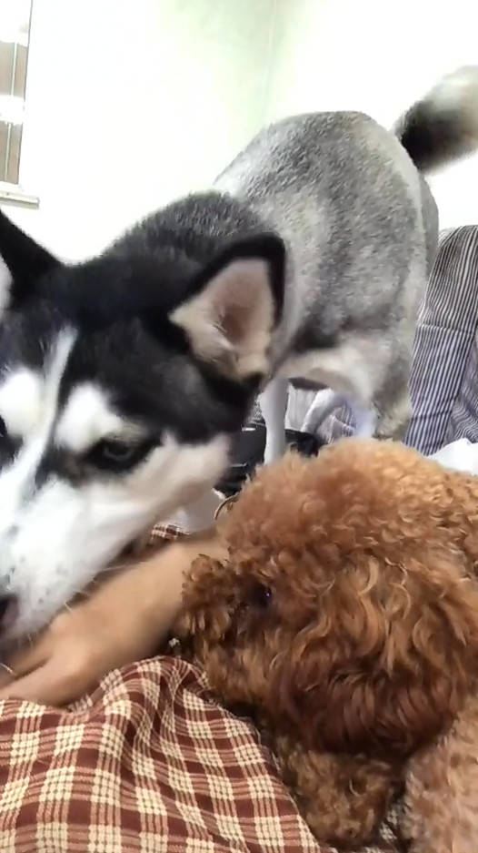 二哈犯傻咬主人手,主人发声大喊痛,泰迪见后做法让主人心暖_手机搜狐