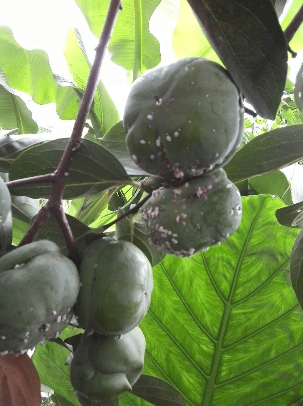 【村宝网】10月蚧壳虫盛发期,柿子成熟后落果的元凶