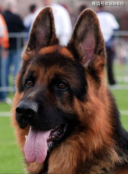 纯种德国牧羊犬的毛质也是决定价格的极为重要的要素