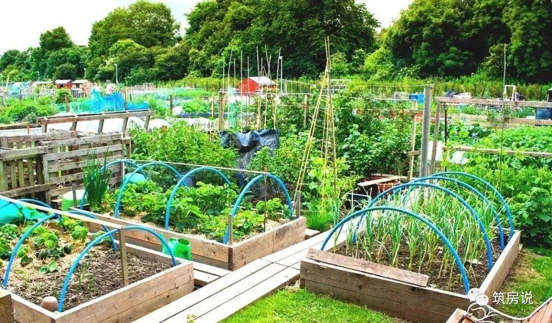 别人家的菜园,竟然比你家的花园还美!_蔬菜