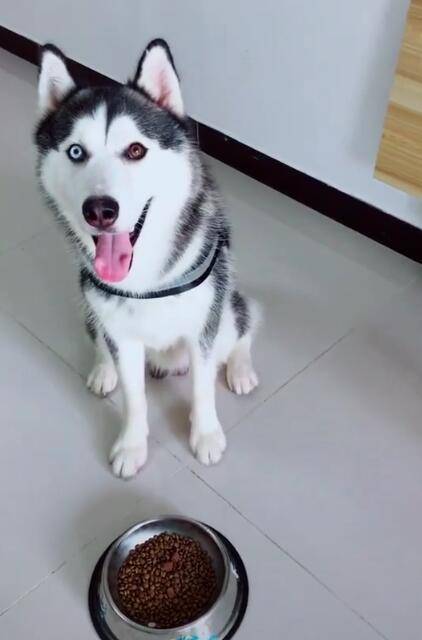 二哈天生鸳鸯眼,一只白色一只红色,网友:拆家威力肯定大