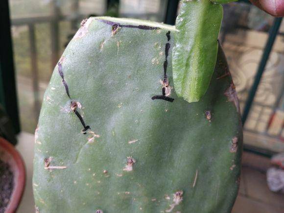 仙人掌也能长成"霸气"的树,嫁接上蟹爪兰,开成"宝塔"花树