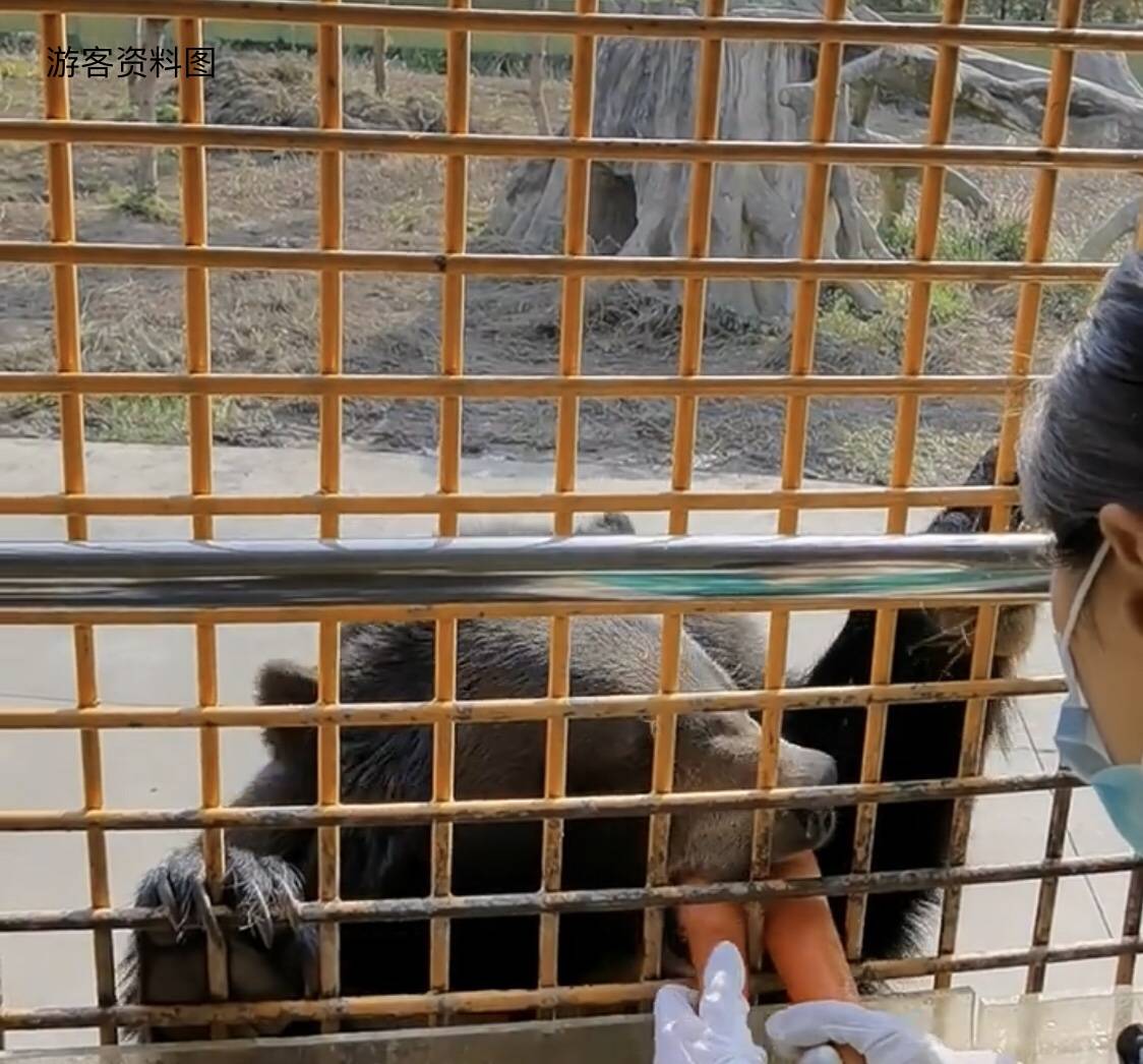 上海野生動物園飼養員被群熊撕扯身亡,遊客目睹飼養員被拖走畫面