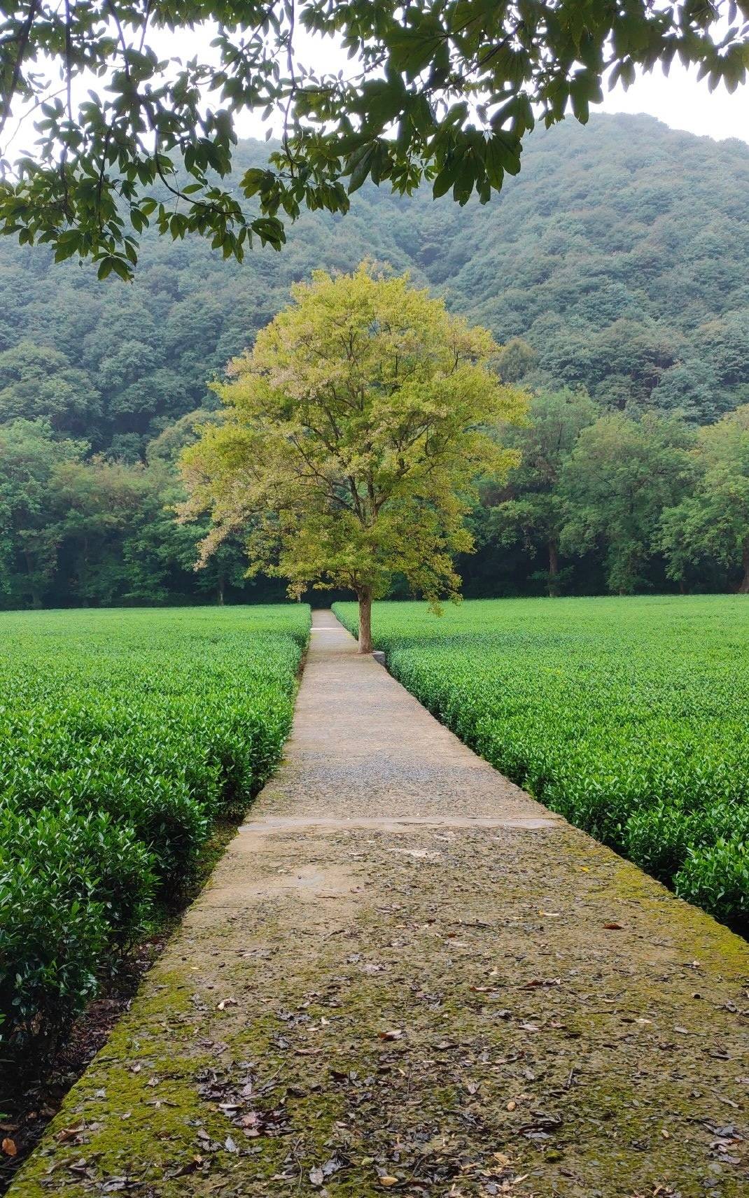 十里琅珰,十分青翠,杭州梅家坞