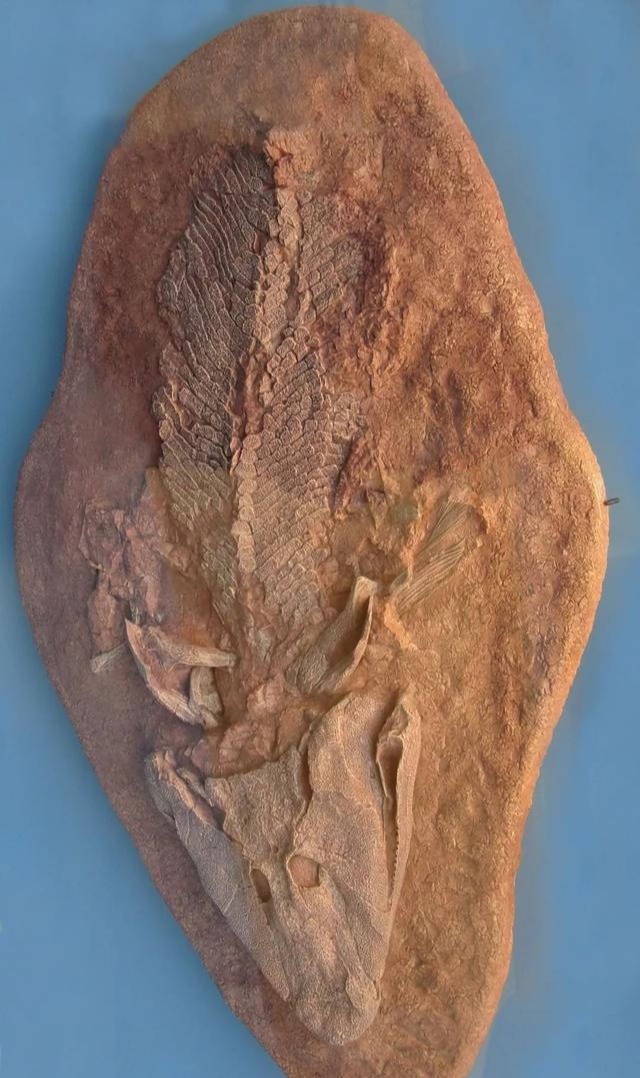 鱼石螈化石图片