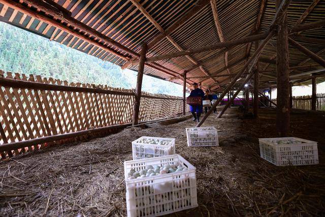 蛋鸭产蛋异常的原因及防治措施