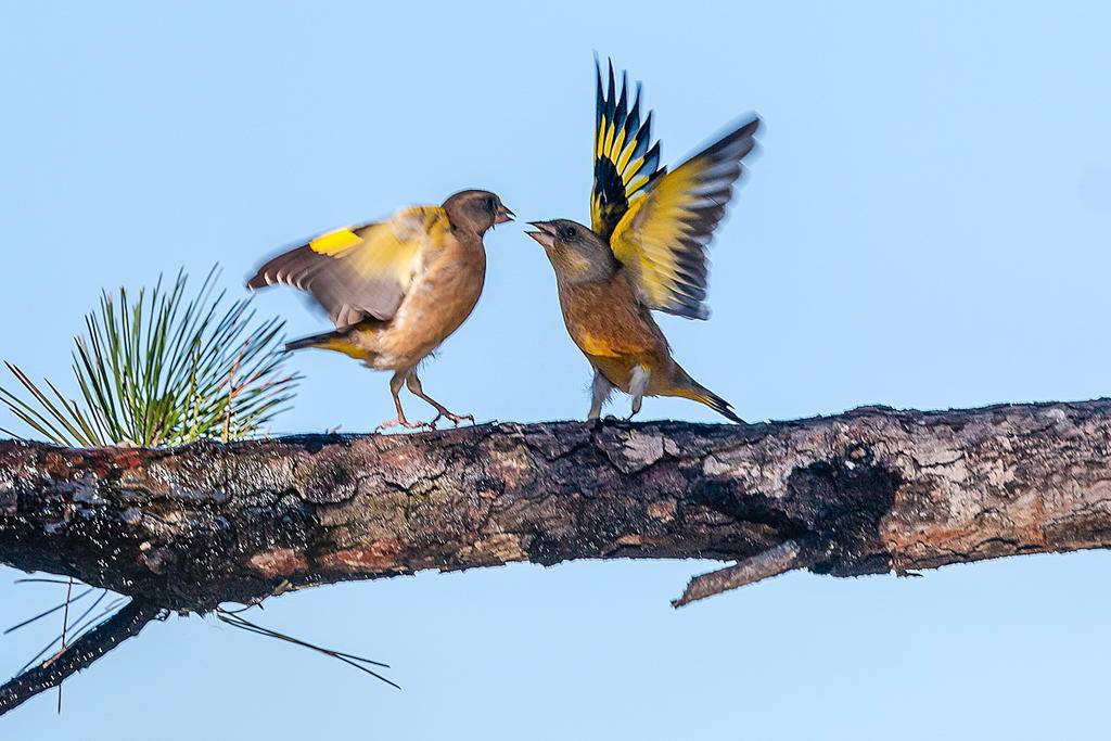 户外摄影组图: 山林秋鸟之金翅雀