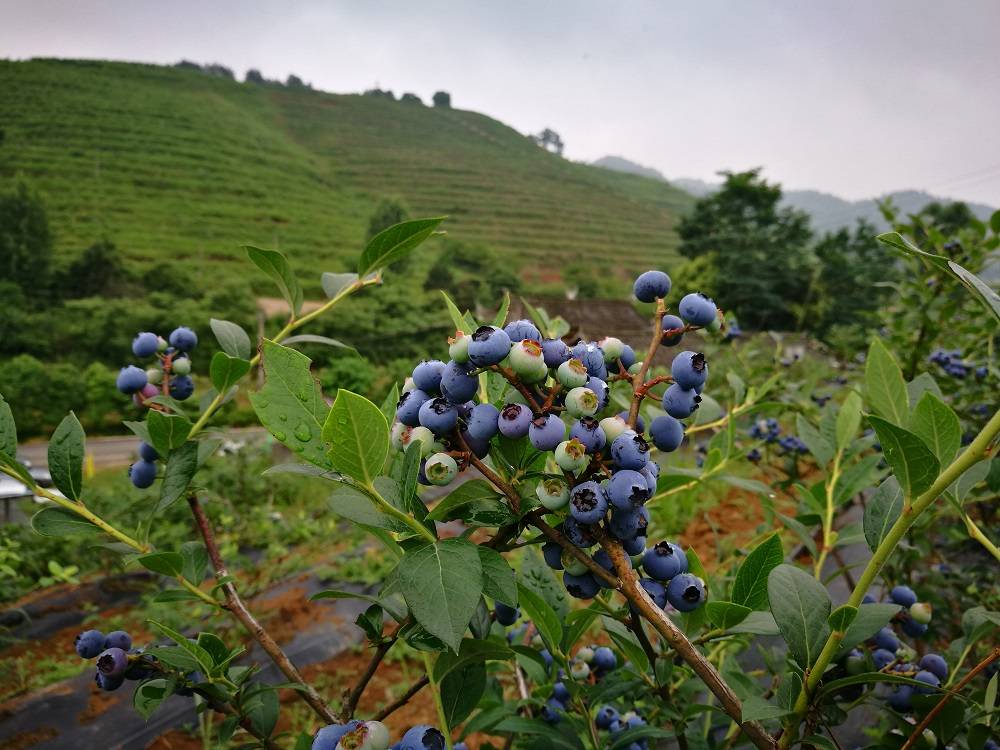 贵州:麻江蓝莓都种植有哪些品种呢?