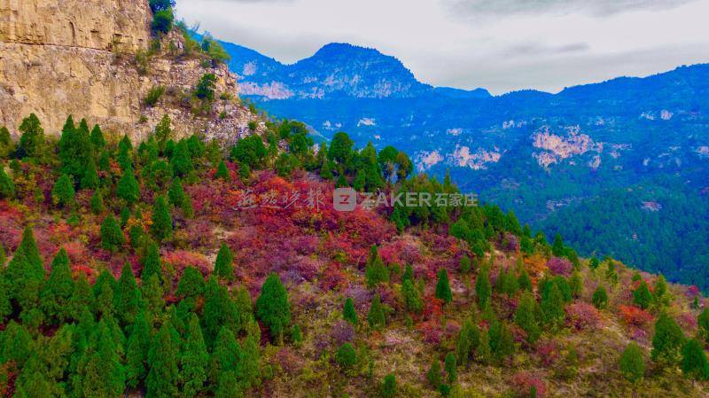 多圖仙台山紅葉驚豔八百里太行