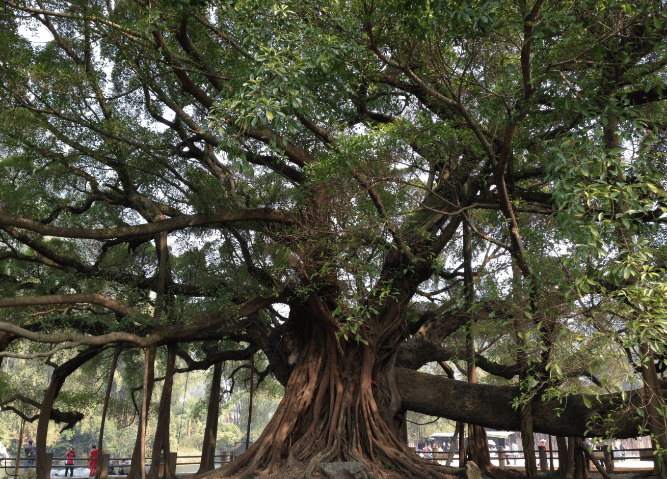 还记得广州撑破楼房的网红榕树吗?几十年过去了,如今怎样了?