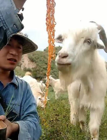 主人嫌火鸡面太辣大山羊却吃的香喷喷网友四川羊啊