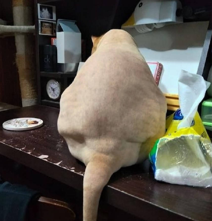 原创猫咪凭本事长了一身肉主人帮它修理毛发一探究竟腹肌比我还多