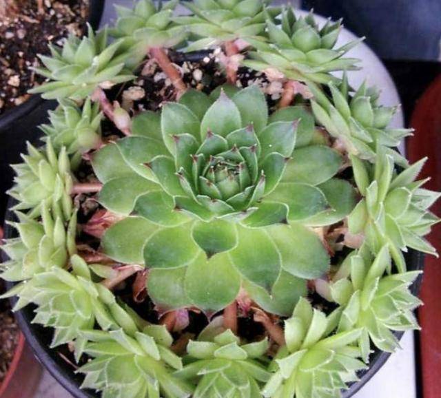 多肉观音莲徒长穿裙子学会此3点养护株型优美真好看