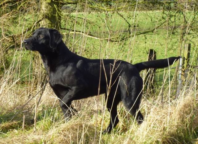 拉布拉多犬有2大系别很多人都以为自己的狗是串串这下放心了