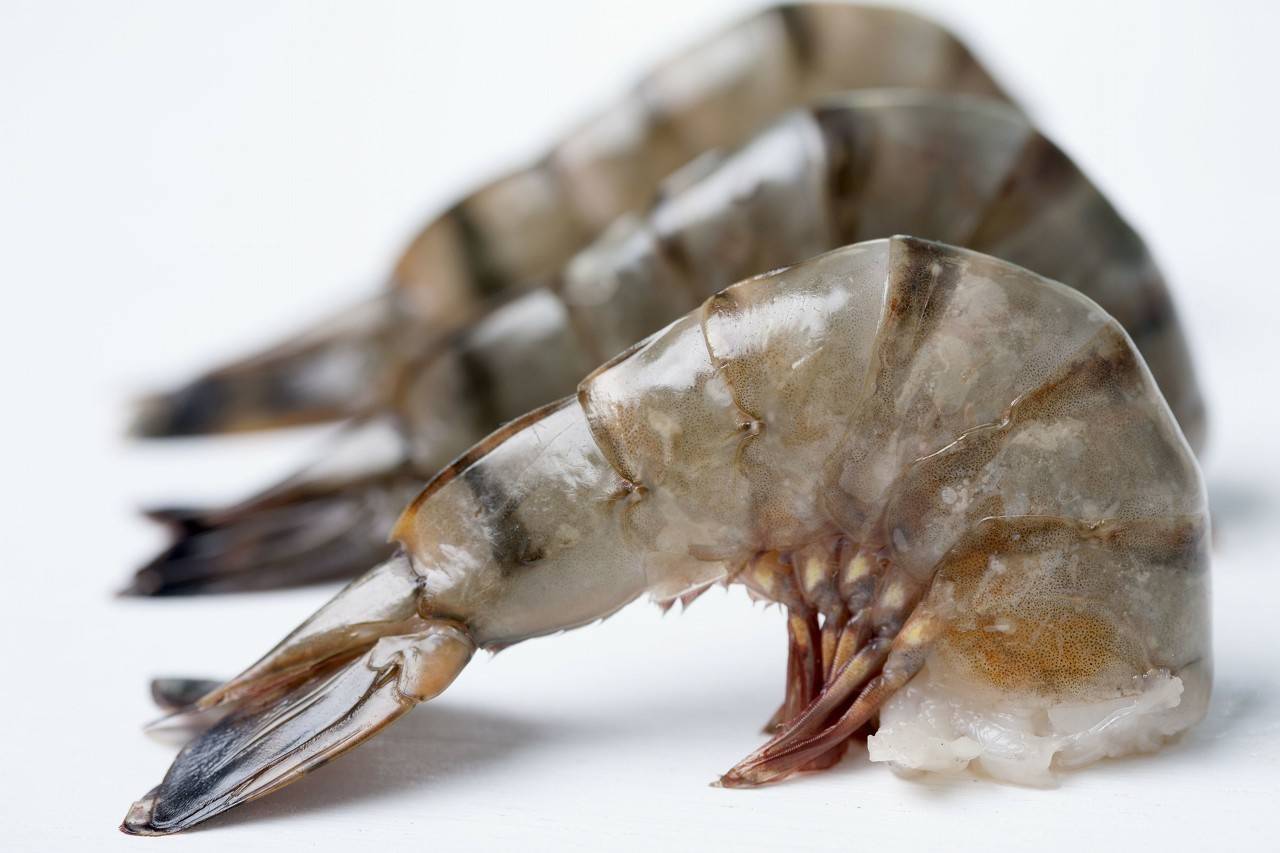 春虾价高,秋虾难养_手机搜狐网