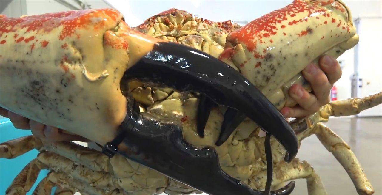 海洋里最大螃蟹最重可达72斤一只至少2千元堪称蟹中帝皇